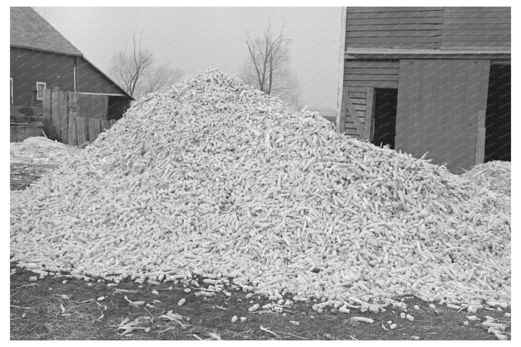 Corncobs on Emmet County Farm Iowa December 1936 - Available at KNOWOL