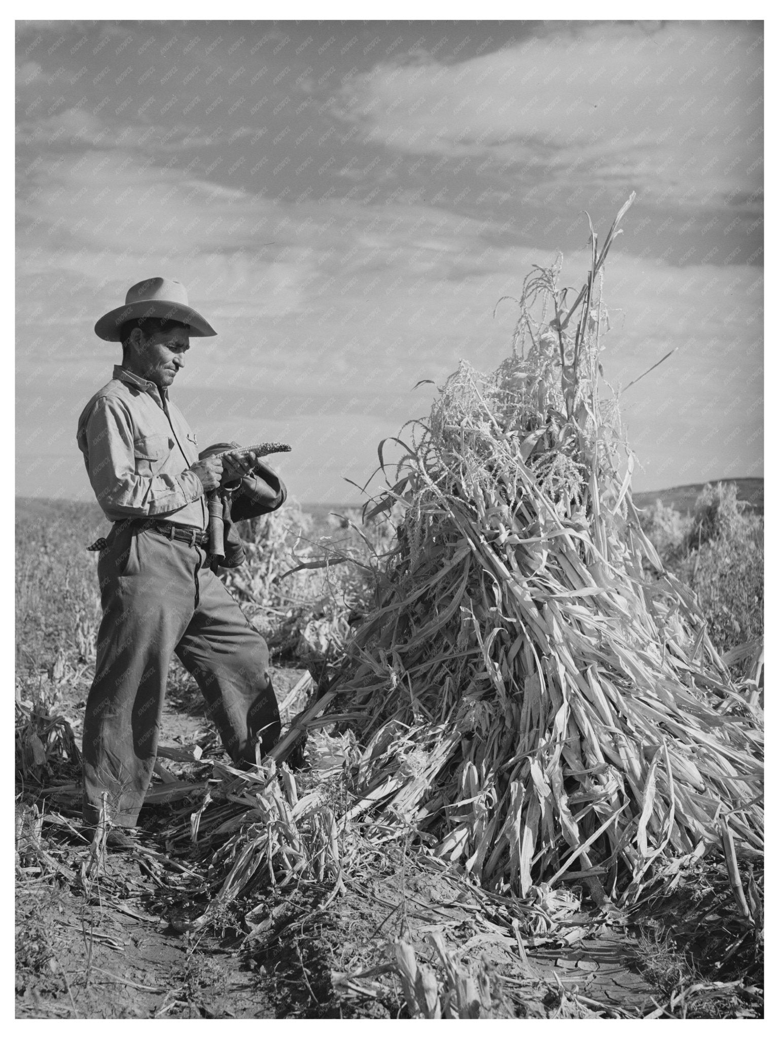 Cornfield in Concho Apache County Arizona 1940 - Available at KNOWOL