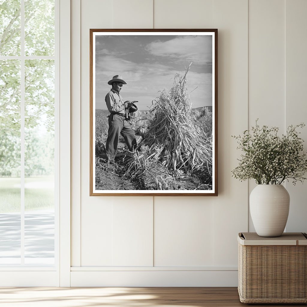 Cornfield in Concho Apache County Arizona 1940 - Available at KNOWOL