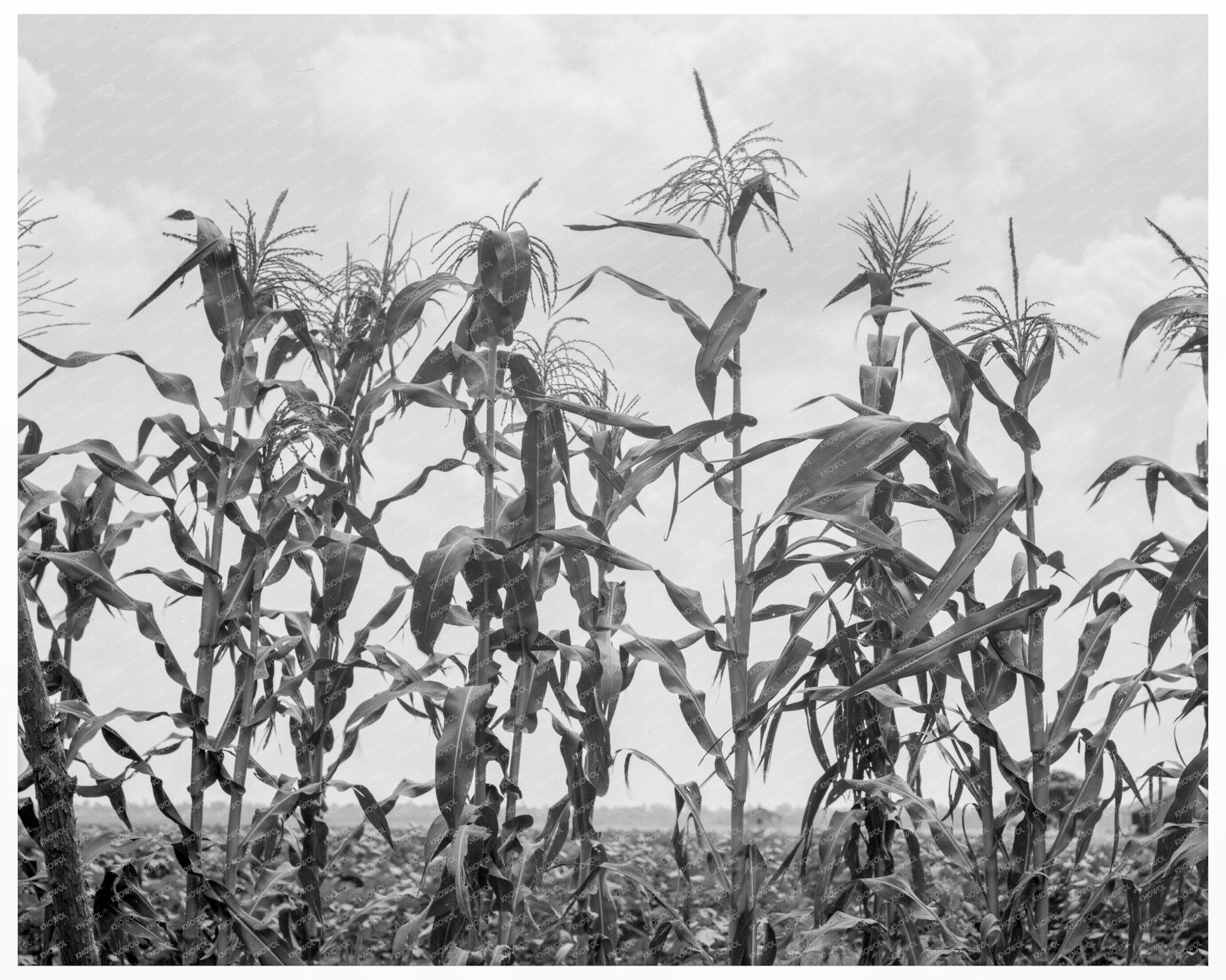 Cornfield in Washington County Mississippi 1937 Vintage Photo - Available at KNOWOL
