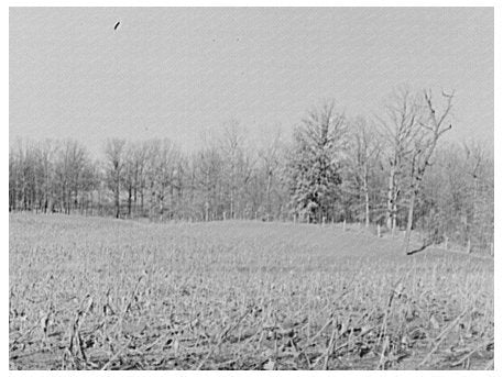 Cornfields Erosion in McLeansboro Illinois February 1937 - Available at KNOWOL