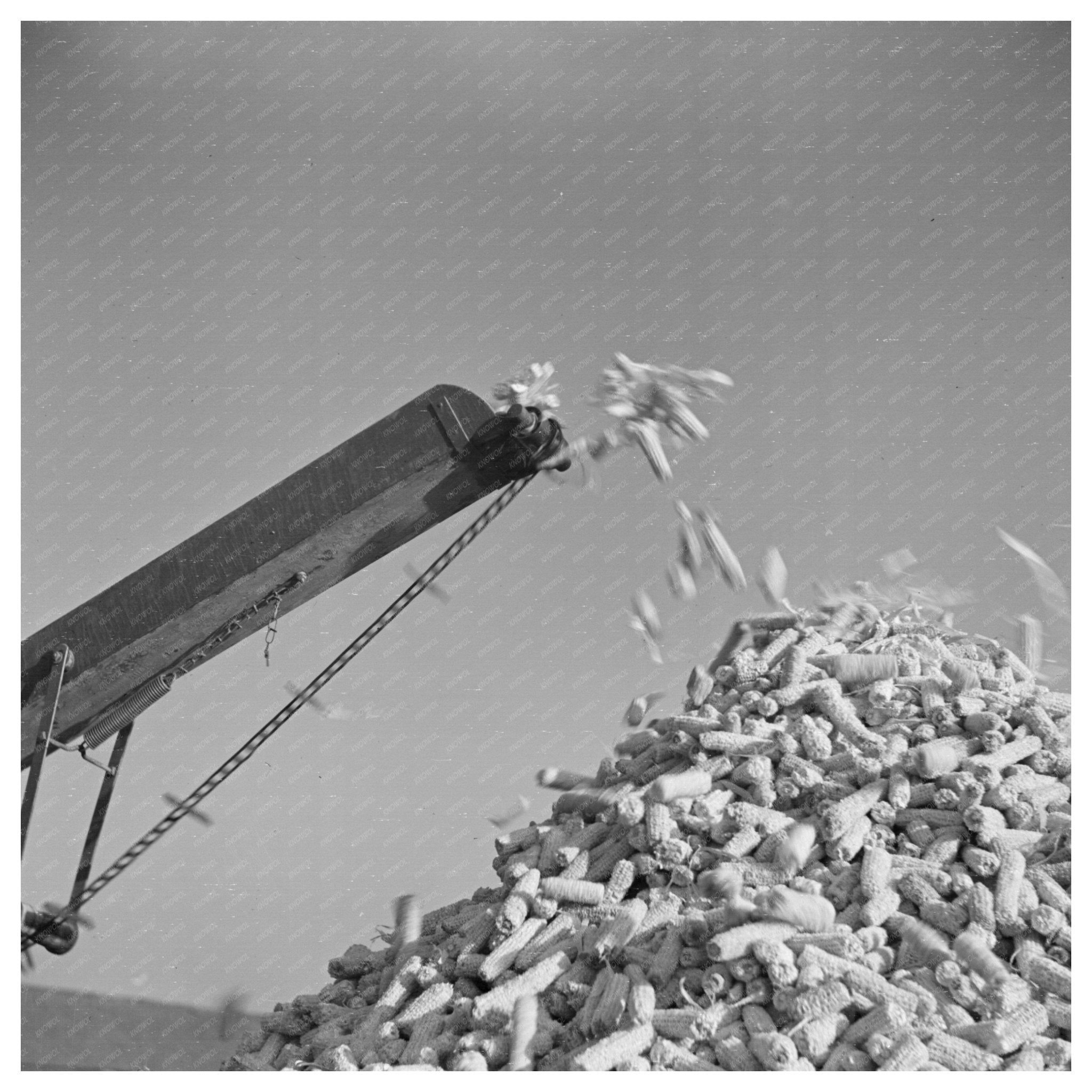 Cornsheller in Illinois January 1937 Vintage Agriculture Image - Available at KNOWOL