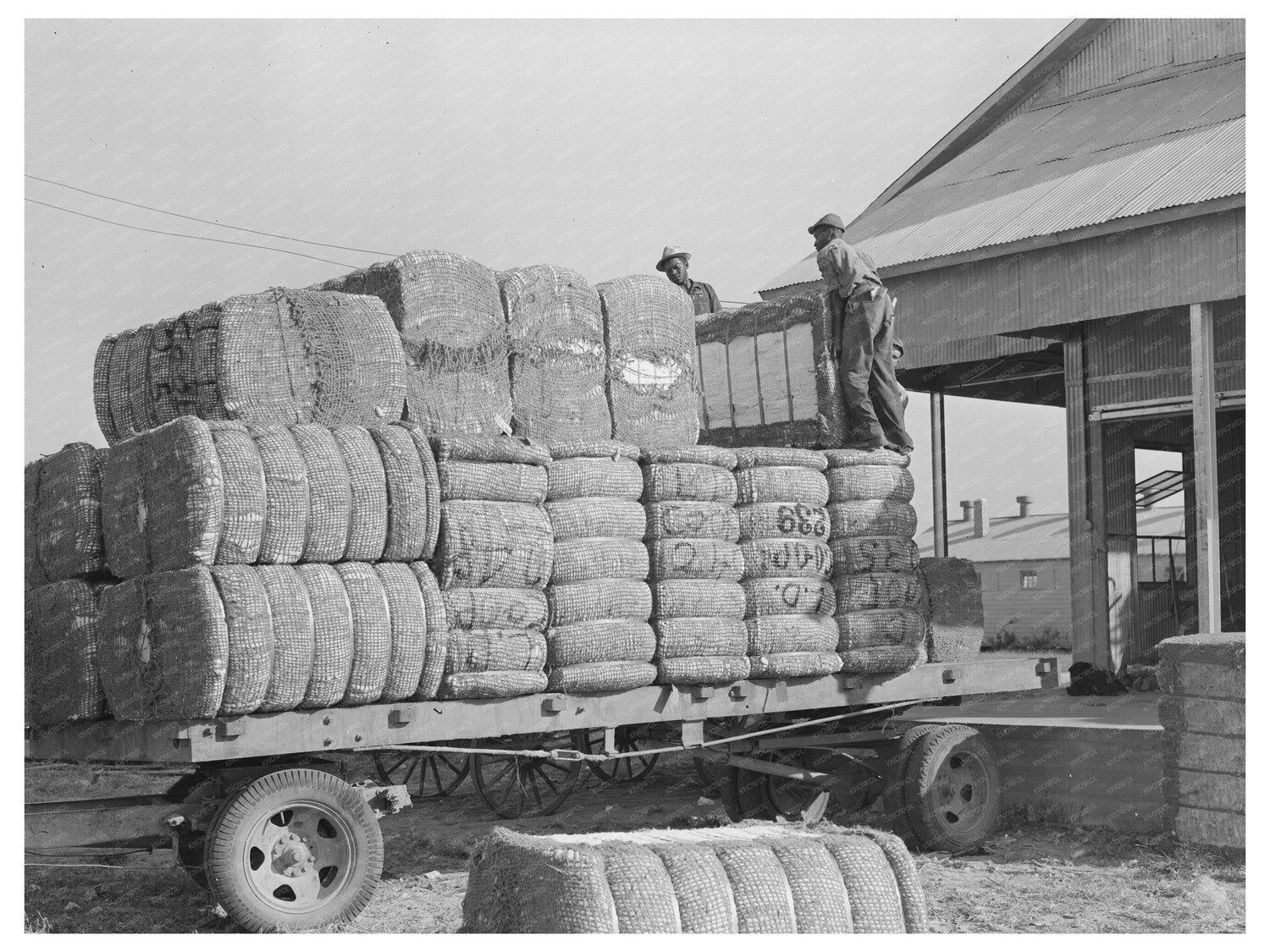 Cotton Bales Loaded onto Truck Jefferson County Arkansas 1938 - Available at KNOWOL