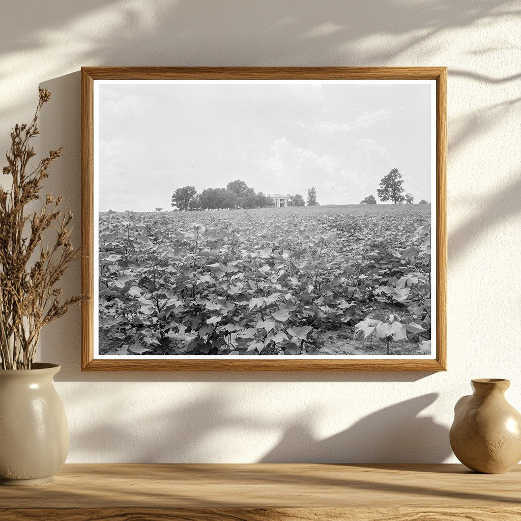 Cotton Field and Plantation House in Georgia 1937 - Available at KNOWOL