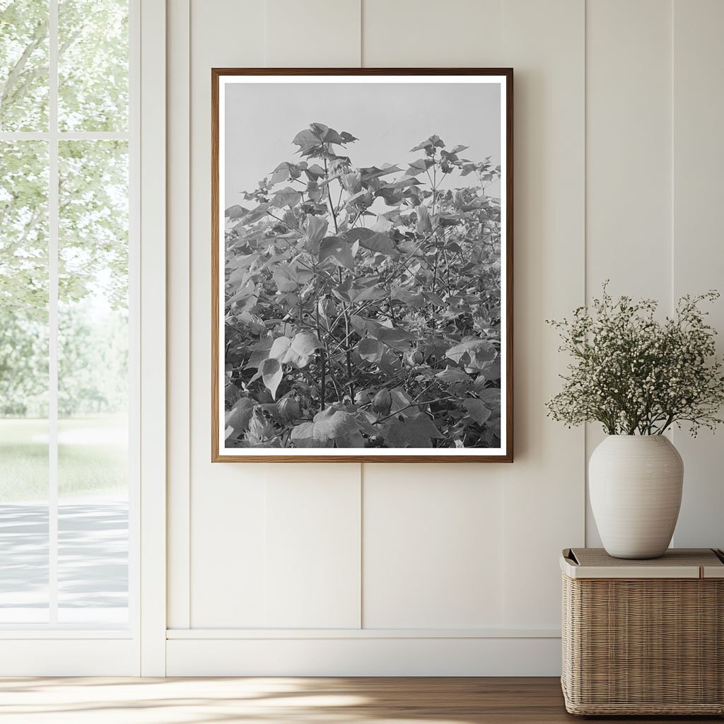 Cotton Fields in New Madrid County Missouri 1938 - Available at KNOWOL