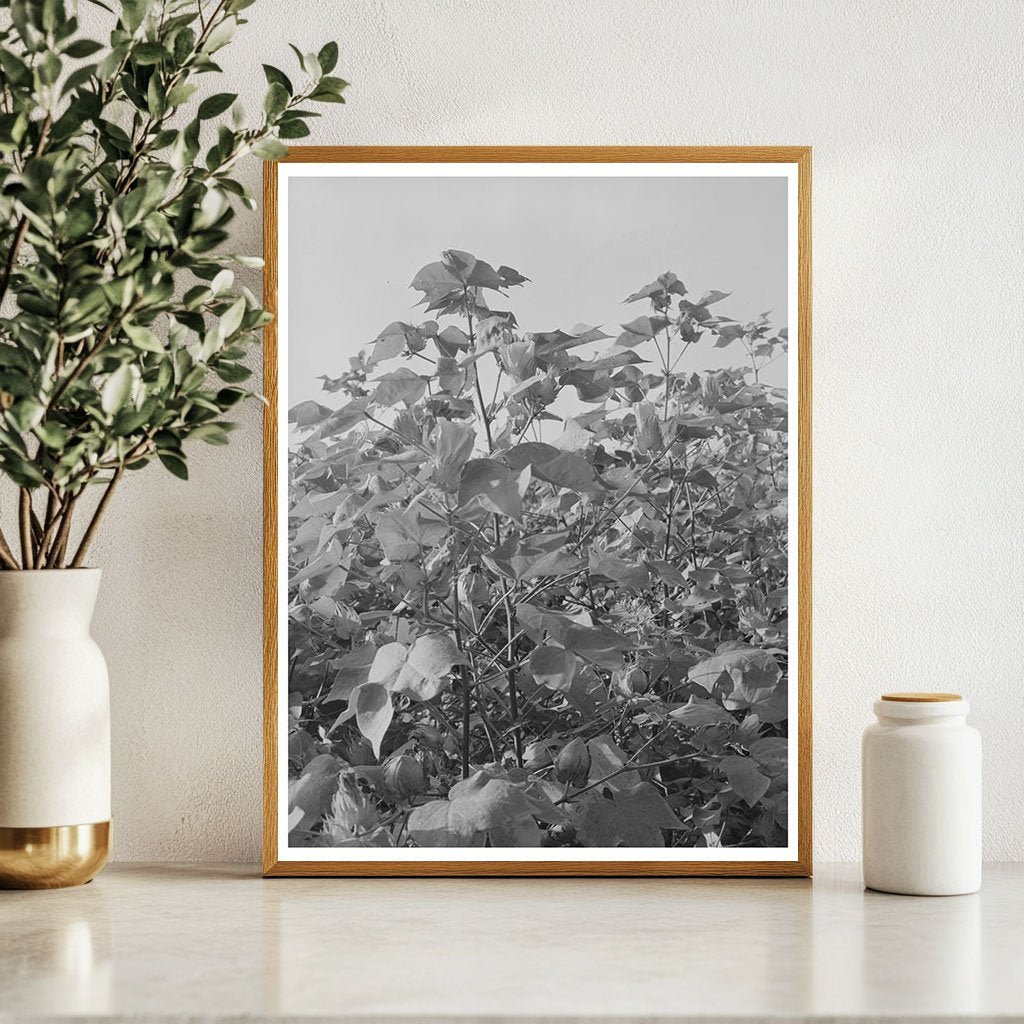 Cotton Fields in New Madrid County Missouri 1938 - Available at KNOWOL