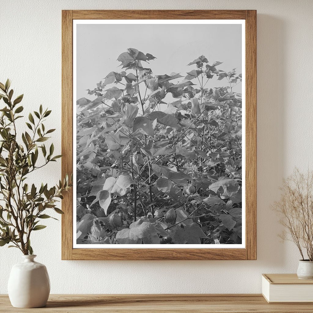 Cotton Fields in New Madrid County Missouri 1938 - Available at KNOWOL