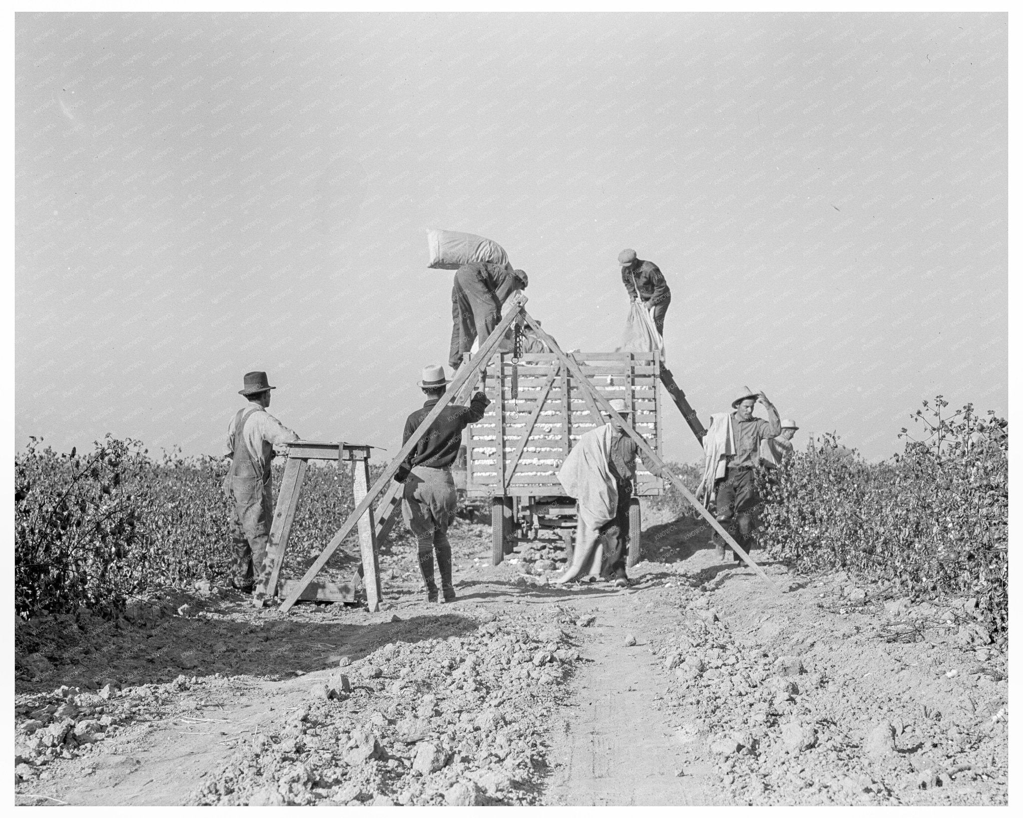 Cotton Pickers Weighing Harvest San Joaquin Valley 1936 - Available at KNOWOL