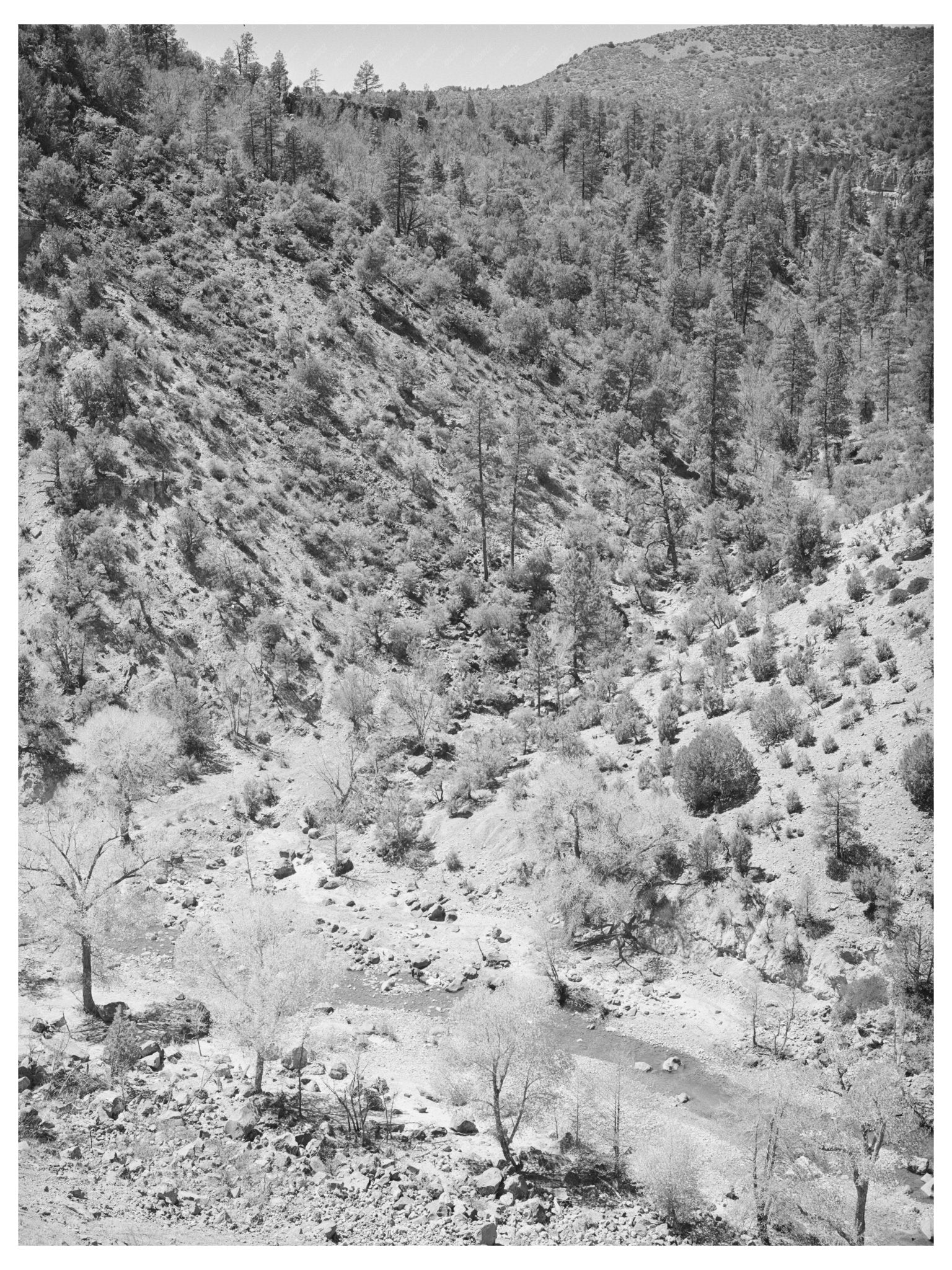 Cottonwood Trees by Carrizo Creek Navajo County Arizona 1940 - Available at KNOWOL
