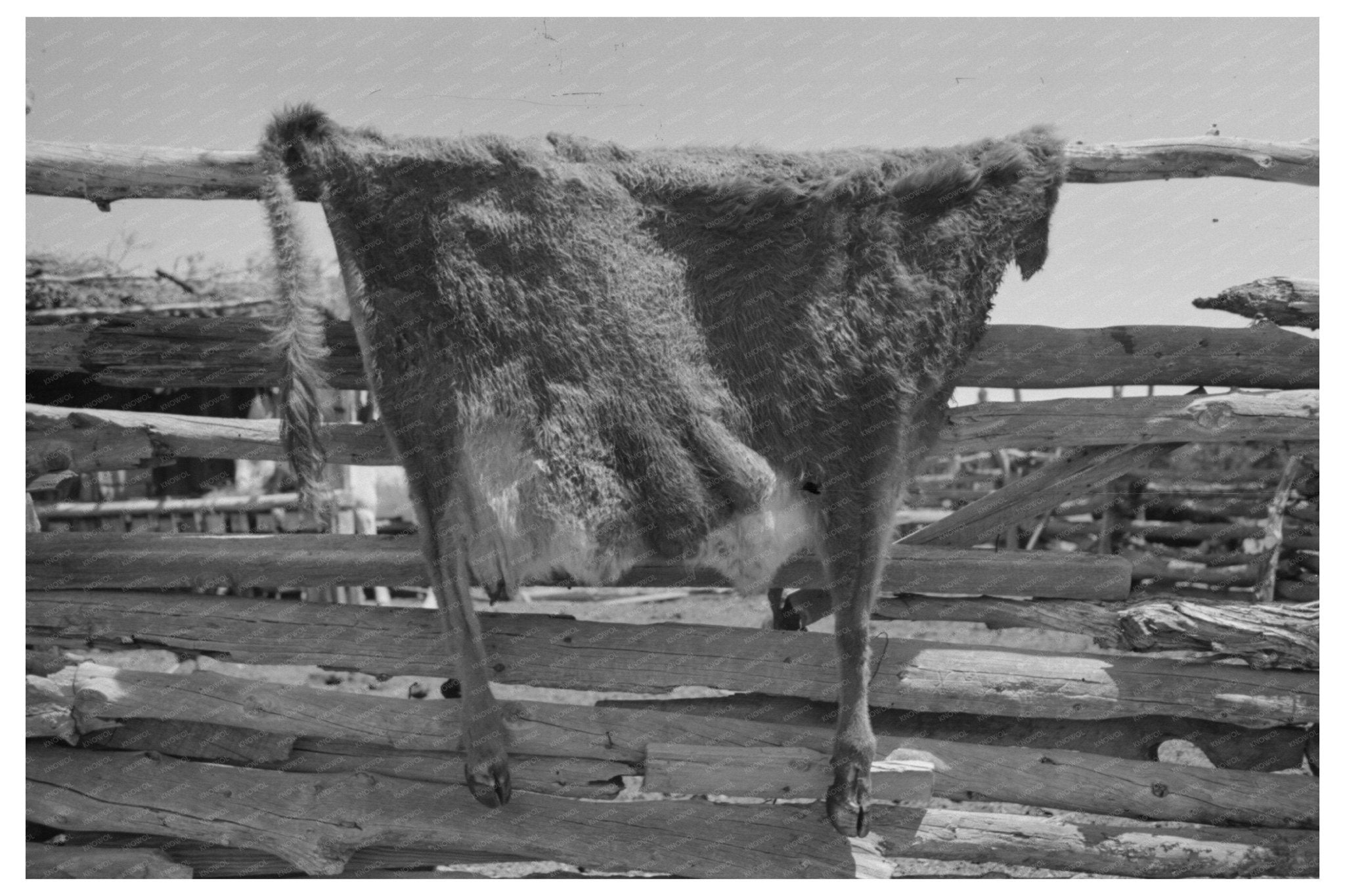 Cow Hide Drying on Fence in Pie Town New Mexico 1940 - Available at KNOWOL
