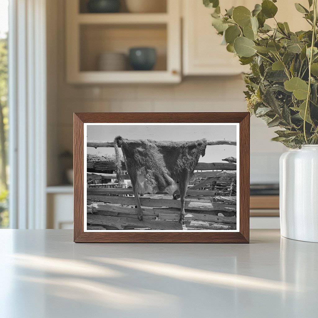 Cow Hide Drying on Fence in Pie Town New Mexico 1940 - Available at KNOWOL