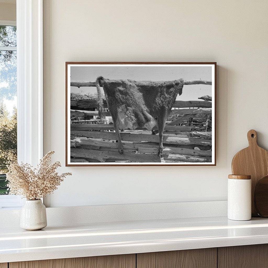 Cow Hide Drying on Fence in Pie Town New Mexico 1940 - Available at KNOWOL