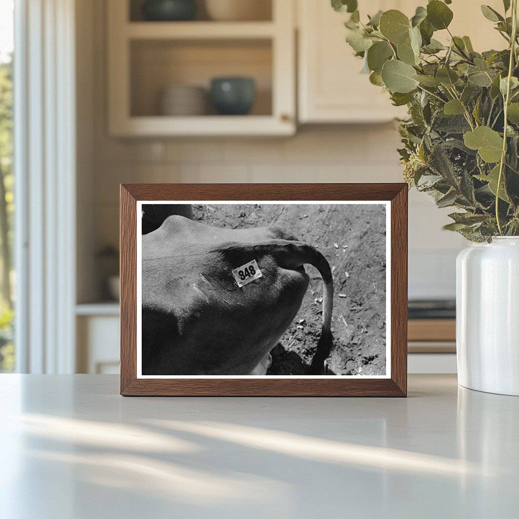 Cow Identification Tag San Angelo Texas 1939 - Available at KNOWOL