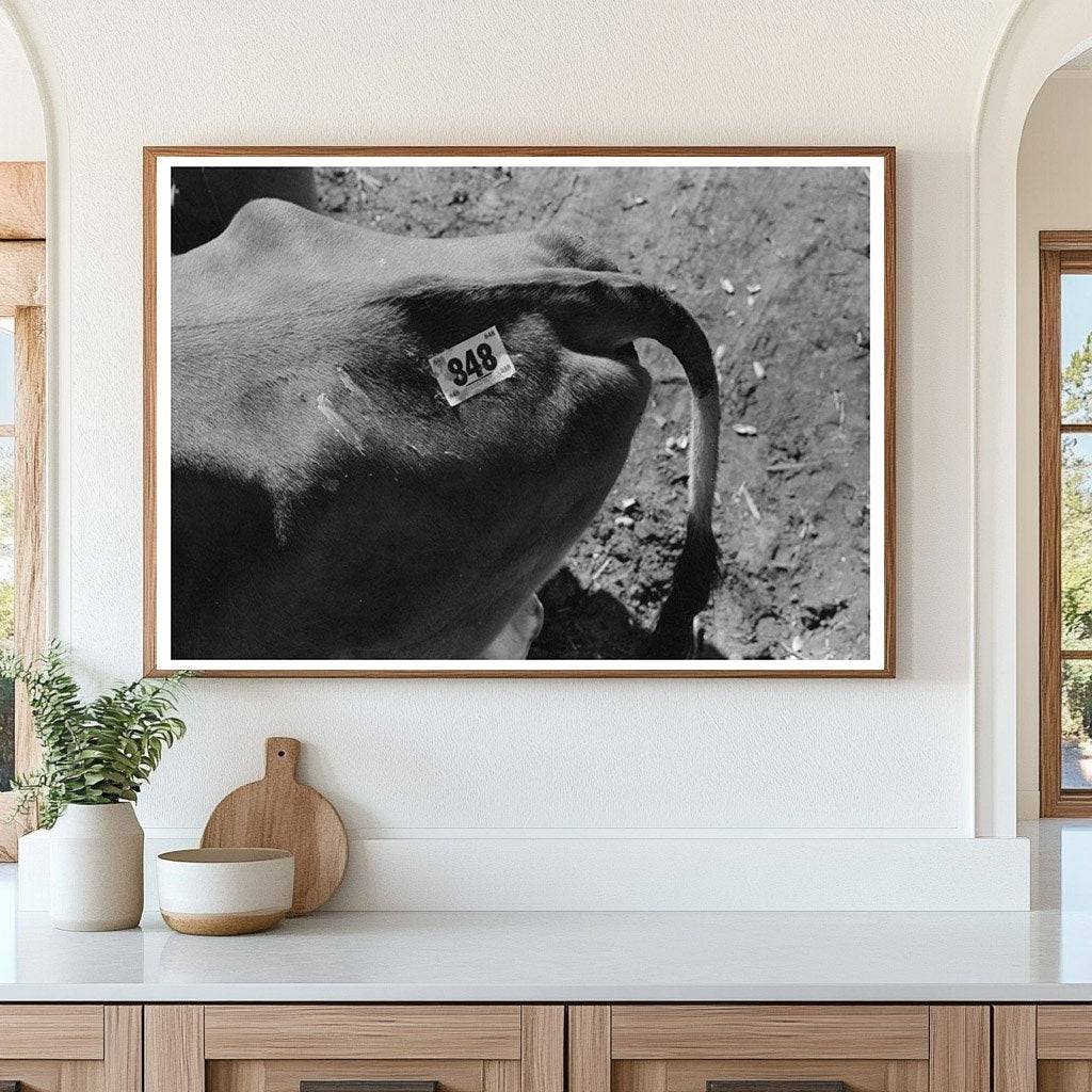 Cow Identification Tag San Angelo Texas 1939 - Available at KNOWOL