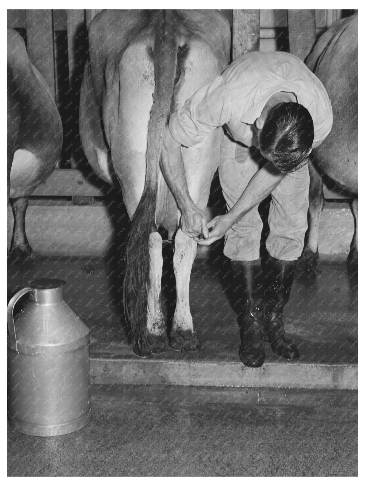 Cow Milking Preparation at Mineral King Farm 1940 - Available at KNOWOL