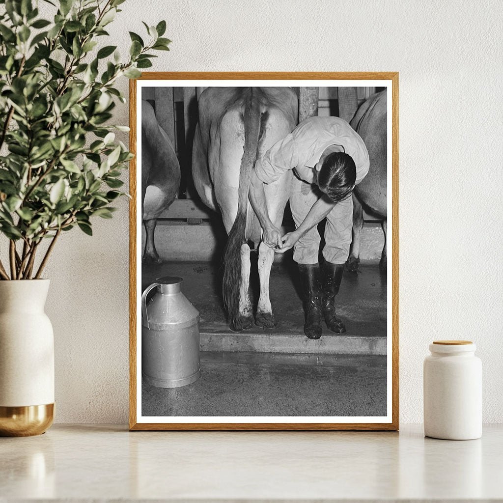 Cow Milking Preparation at Mineral King Farm 1940 - Available at KNOWOL