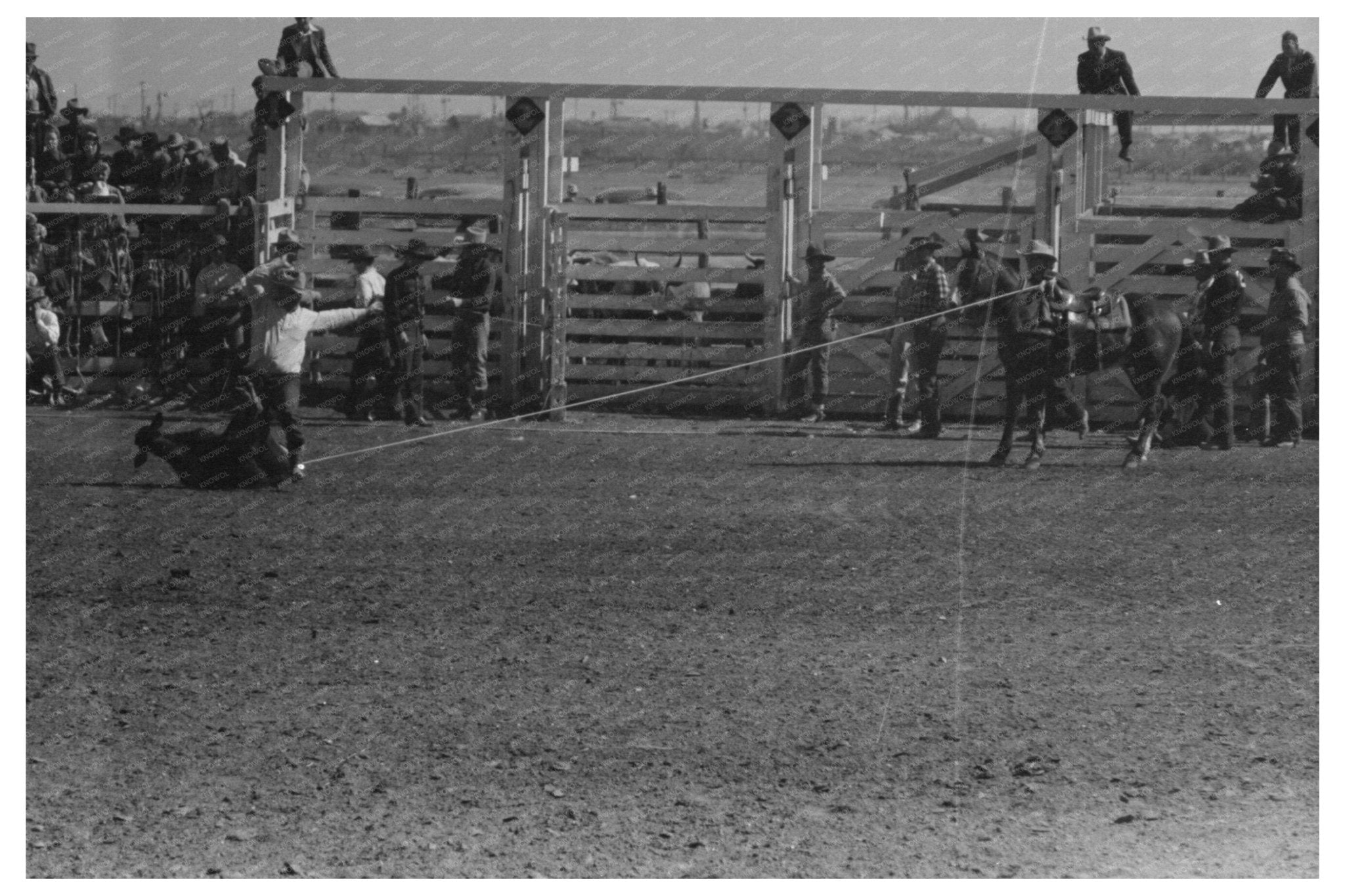 Cowboy Calf Roping at San Angelo Rodeo 1940 - Available at KNOWOL