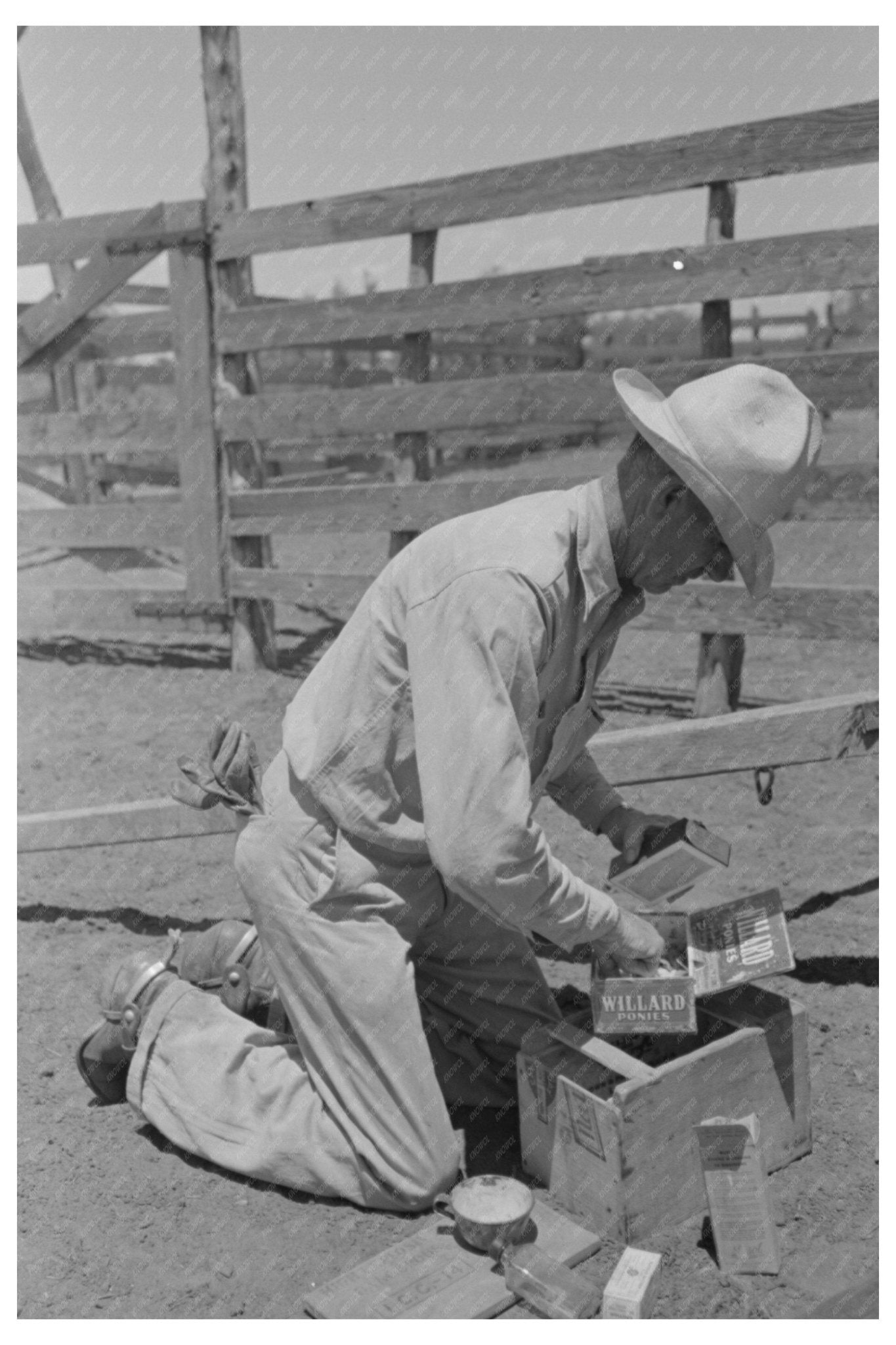 Cowboy Gathers Supplies for Cattle Inoculation 1939 - Available at KNOWOL