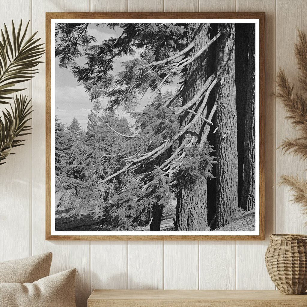 Douglas County Oregon Fir Trees Vintage Photo July 1942 - Available at KNOWOL