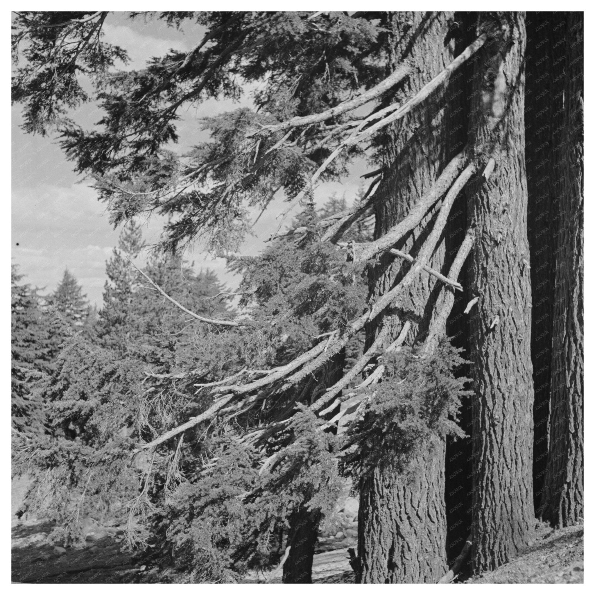 Douglas County Oregon Fir Trees Vintage Photo July 1942 - Available at KNOWOL