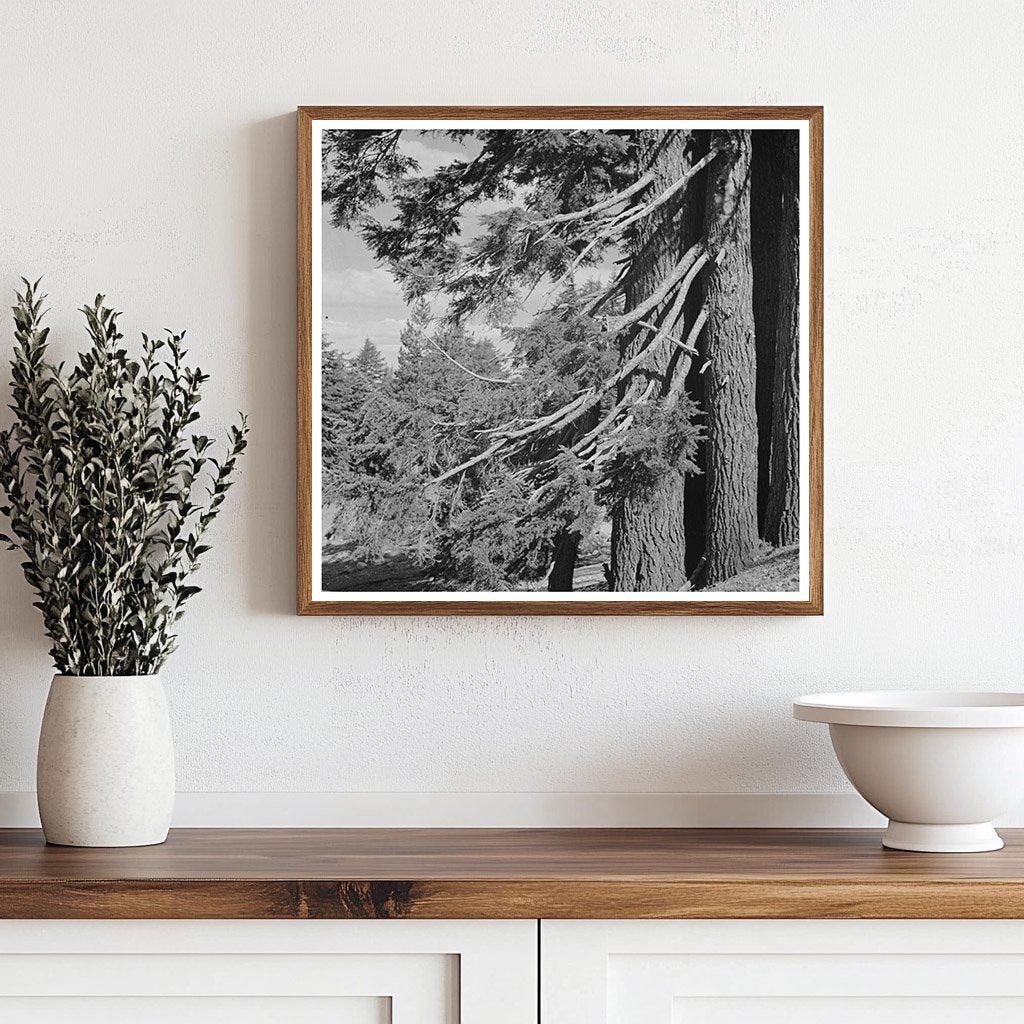 Douglas County Oregon Fir Trees Vintage Photo July 1942 - Available at KNOWOL