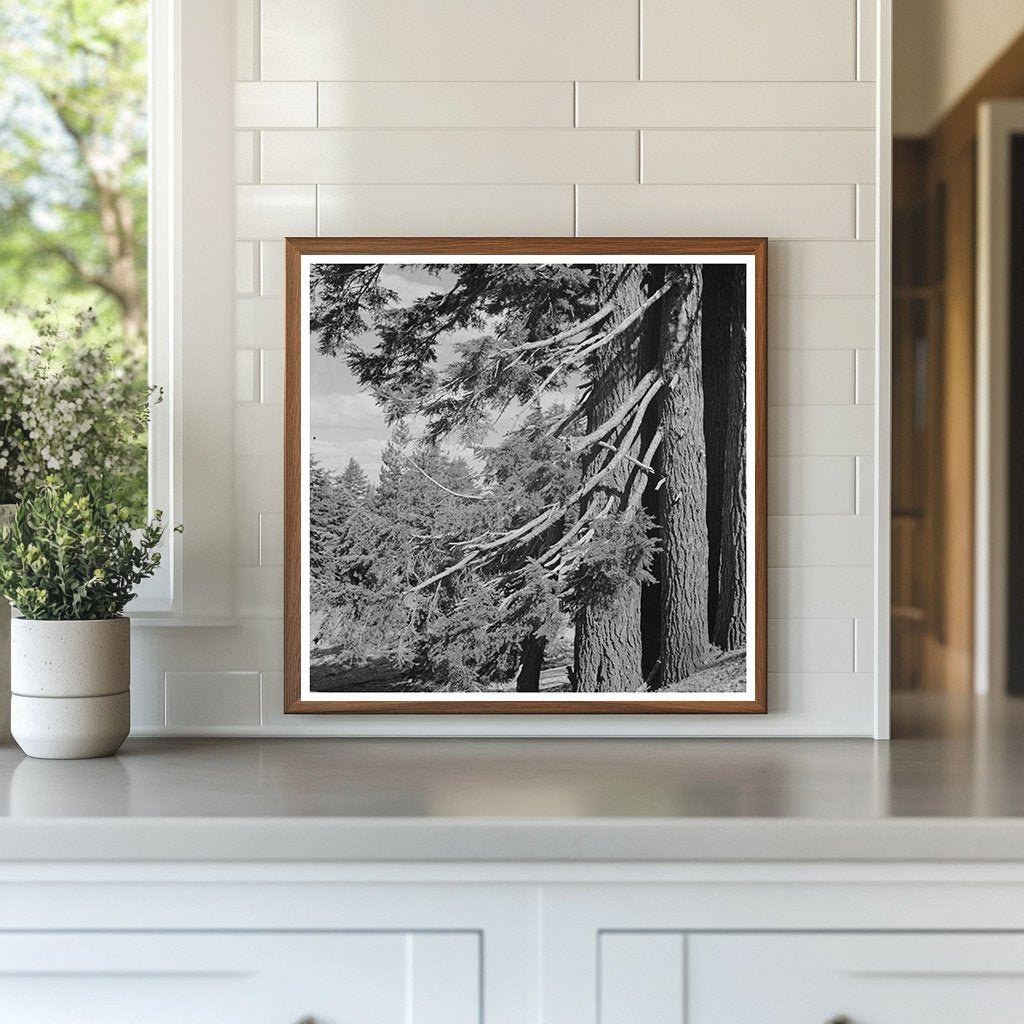 Douglas County Oregon Fir Trees Vintage Photo July 1942 - Available at KNOWOL