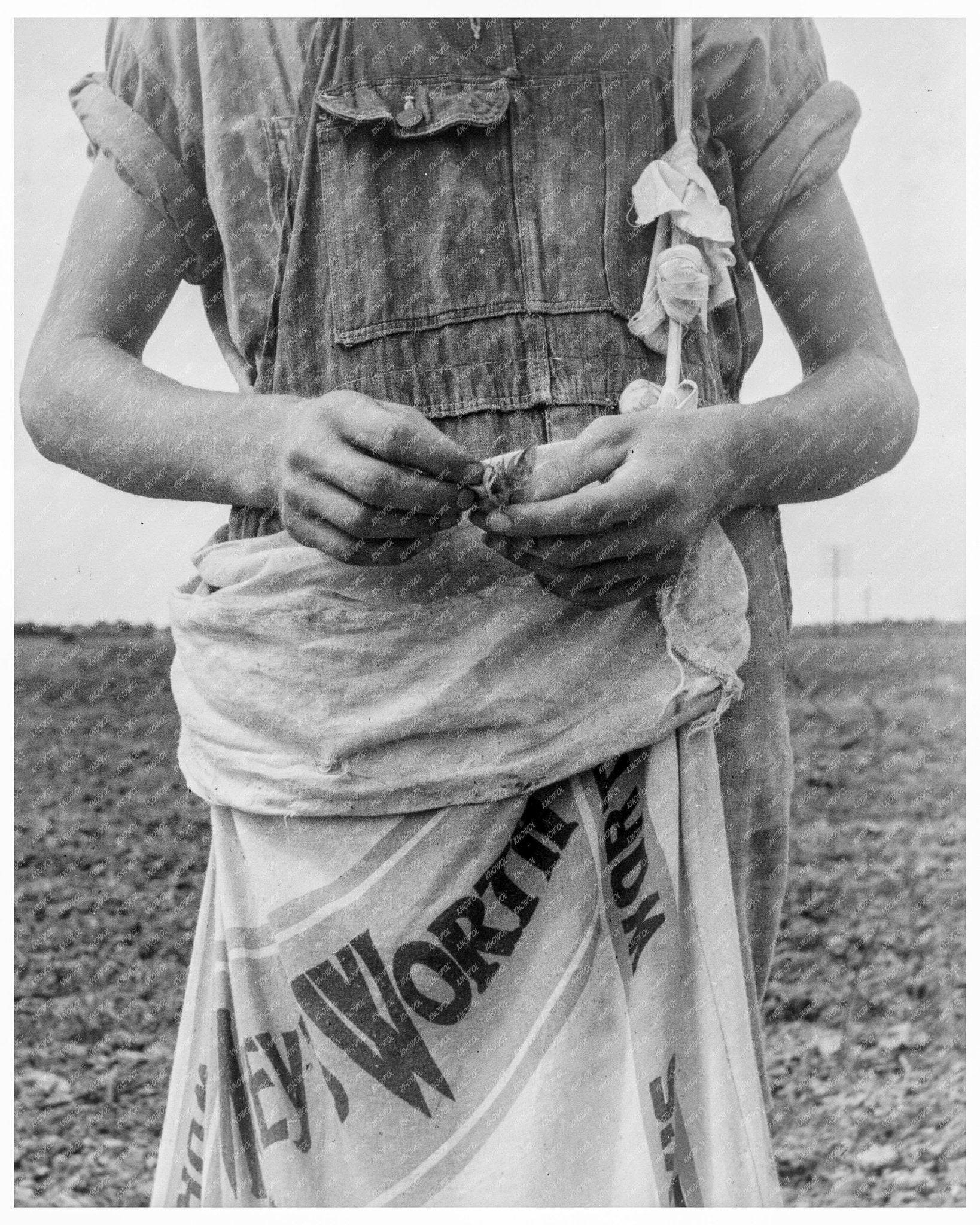 Farm Boy with Boll Weevils in Macon County Georgia July 1937 Vintage Photograph - Available at KNOWOL