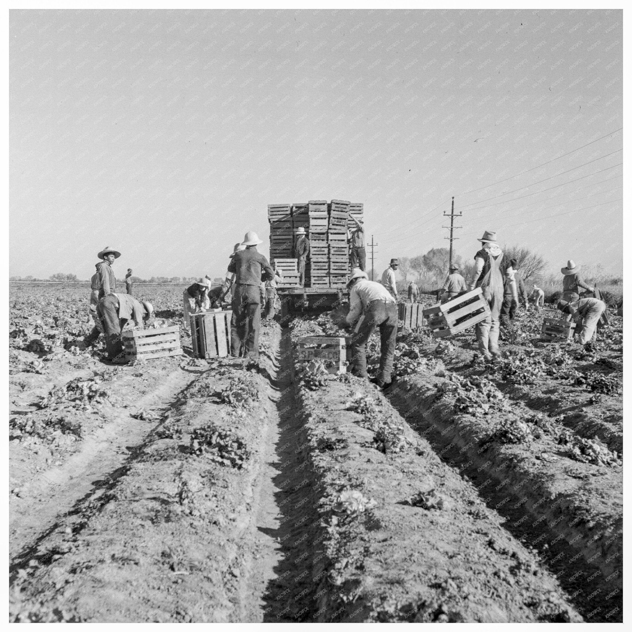 Filipino Boys Cutting Lettuce in Imperial Valley 1937 - Available at KNOWOL