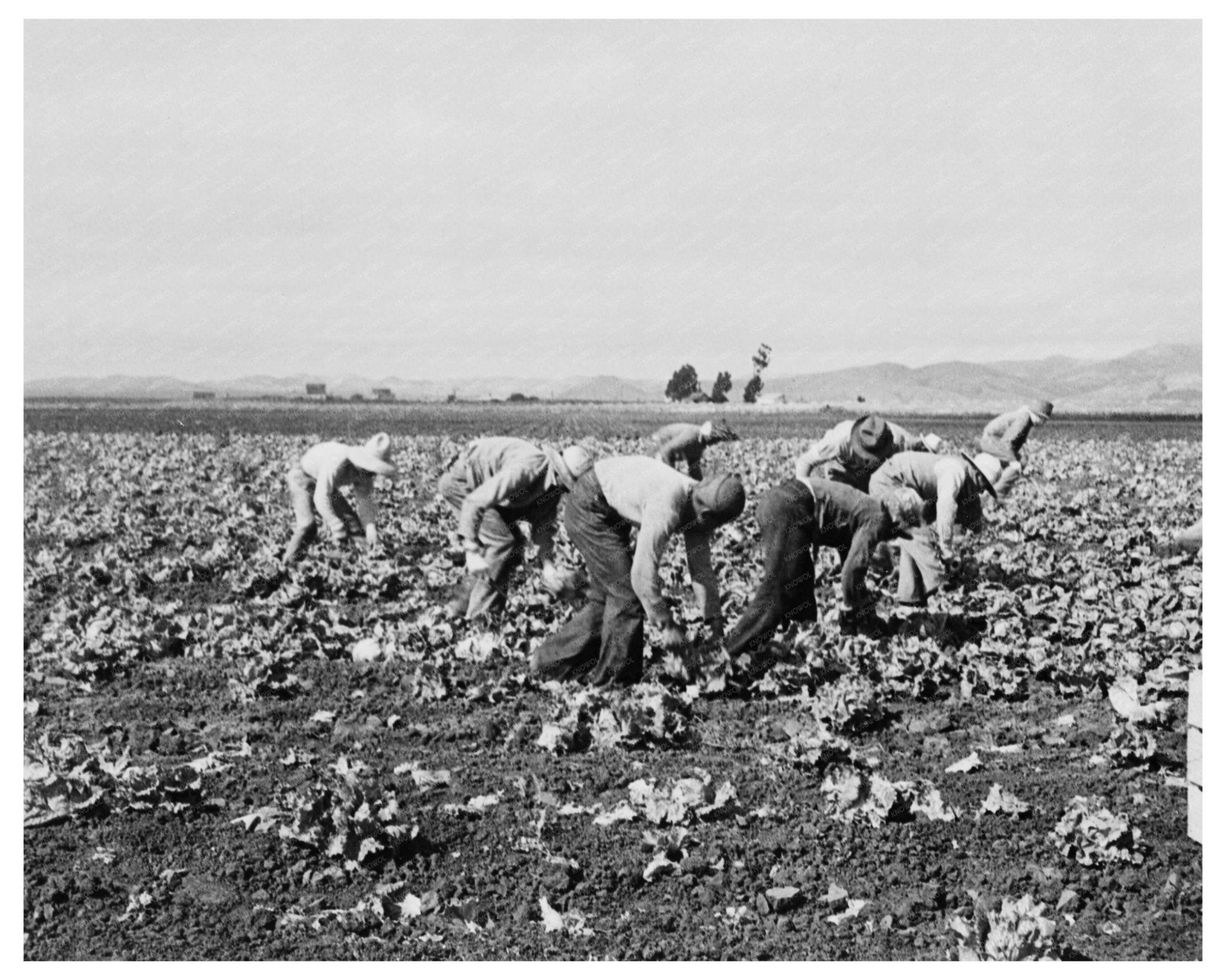 Filipino Laborers Harvesting Lettuce Salinas California 1935 Vintage Photo - Available at KNOWOL