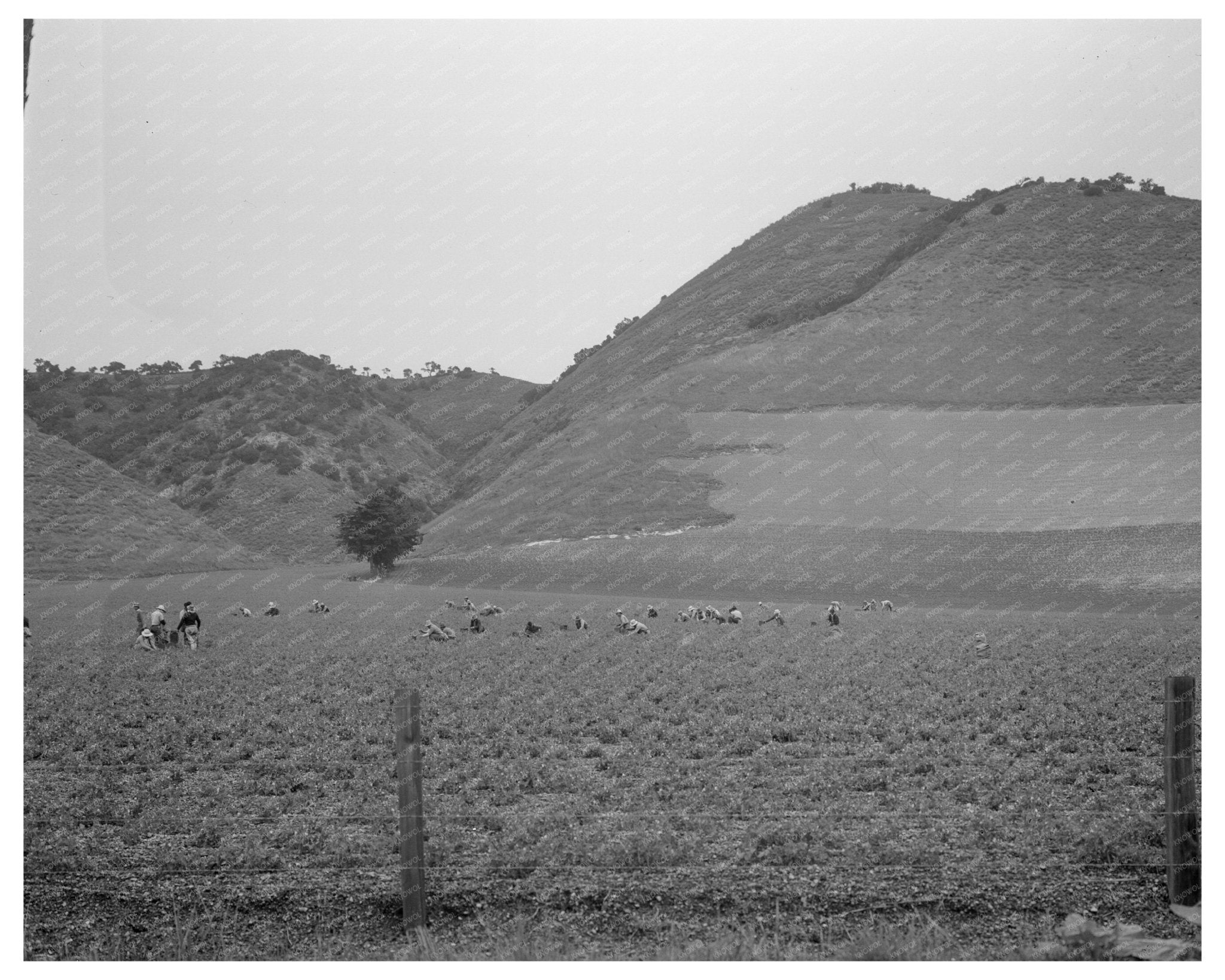 Filipino Laborers Harvesting Peas in Nipomo California February 1936 Vintage Photo - Available at KNOWOL