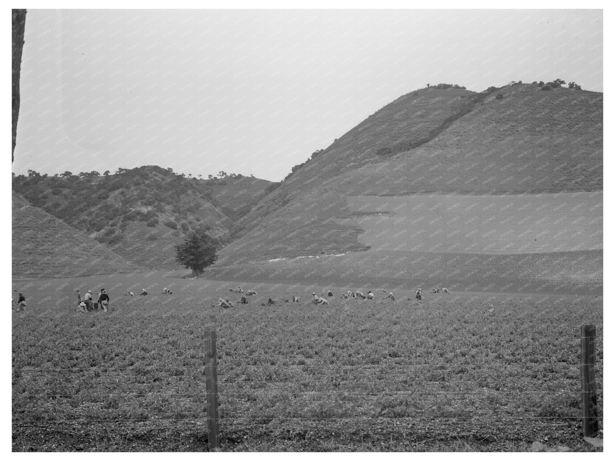 Filipino Laborers in Pea Fields Nipomo California February 1936 Vintage Photo - Available at KNOWOL