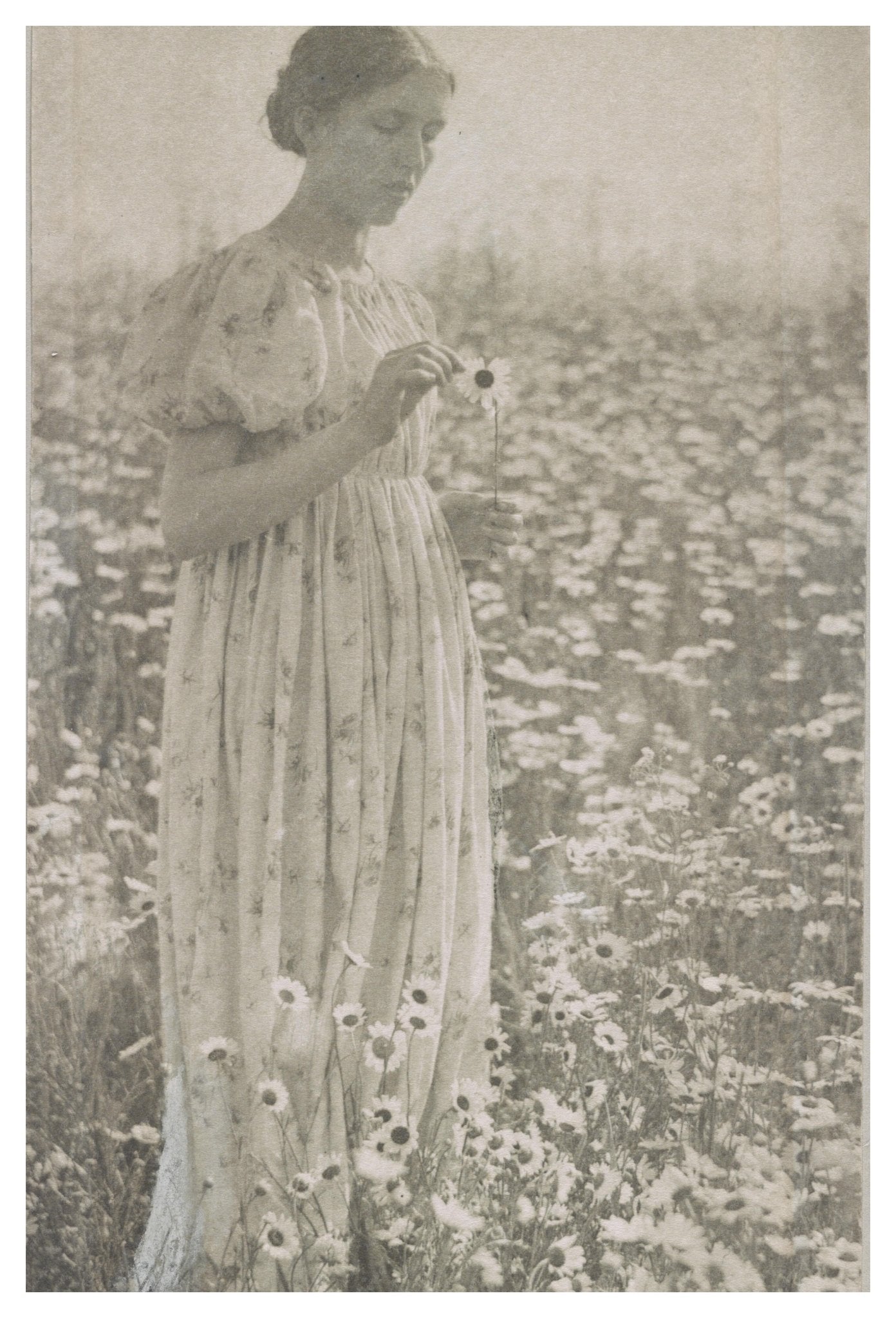 He loves me he loves me not Vintage Image 1900 - Available at KNOWOL