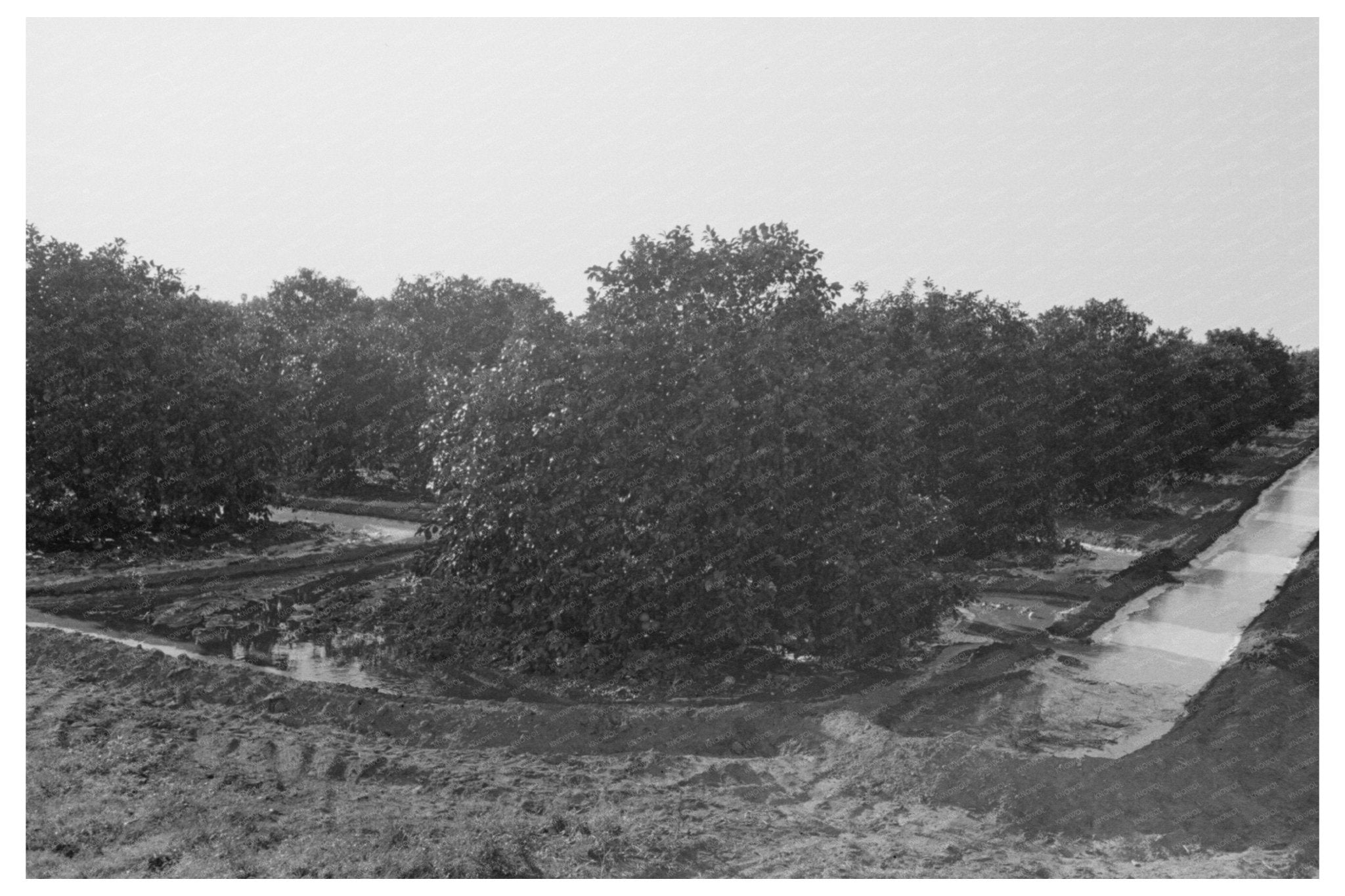 Irrigation in Citrus Grove San Juan Texas February 1939 - Available at KNOWOL