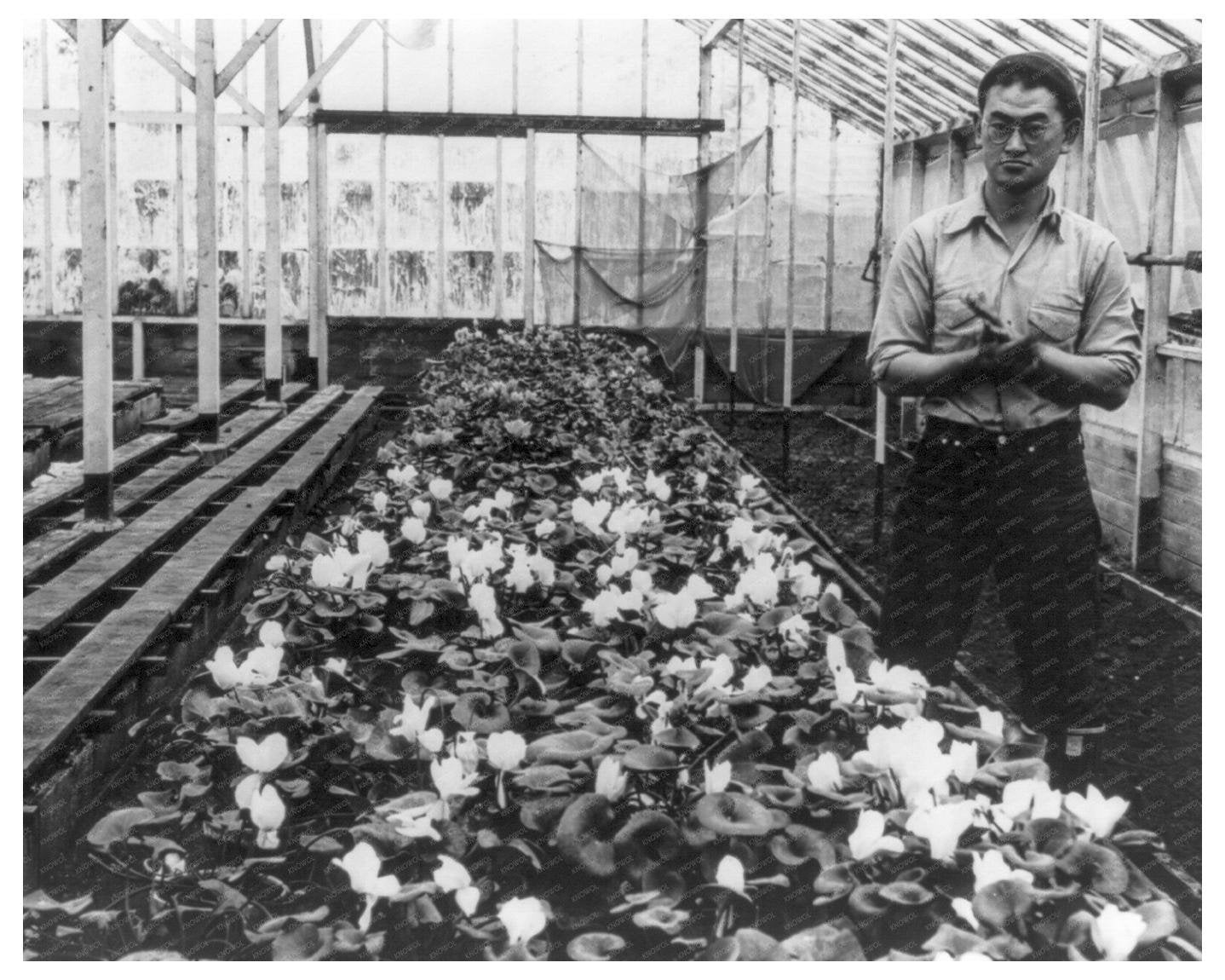 Japanese - American Man in Greenhouse San Leandro California Vintage Image 1942 - Available at KNOWOL