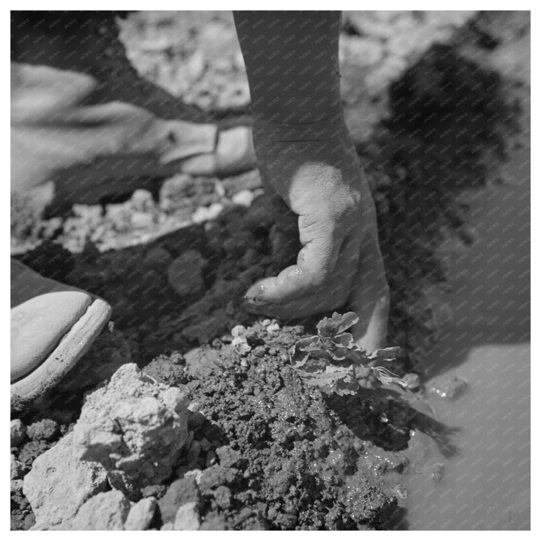 Japanese - American Worker Transplanting Celery Oregon 1942 - Available at KNOWOL