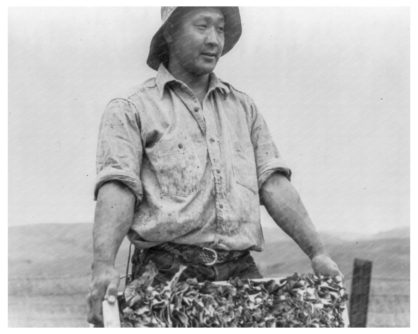 Japanese Farmer Harvesting Cauliflower Centerville California April 1942 Vintage Image - Available at KNOWOL