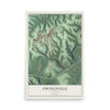 Map of Owingsville, Kentucky, 12 x 18 inch unframed archival matte print