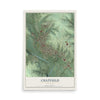 Map of Chatfield, Minnesota, 12 x 18 inch unframed archival matte print