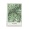 Map of Pineville, Missouri, 12 x 18 inch unframed archival matte print