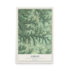 Map of Forest, Richland County, Wisconsin, 12 x 18 inch unframed archival matte print