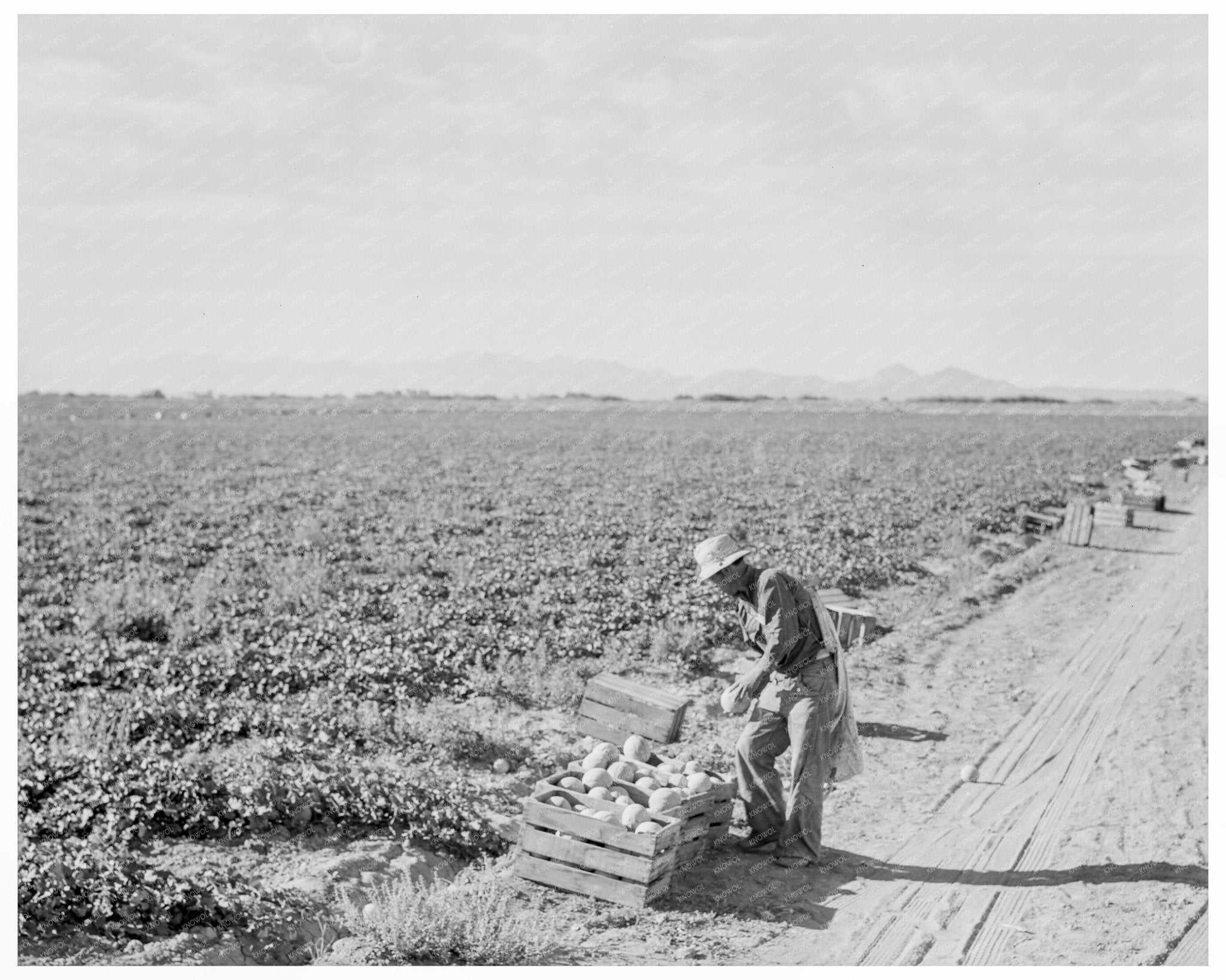 Mexican Cantaloupe Worker Imperial Valley 1938 - Available at KNOWOL