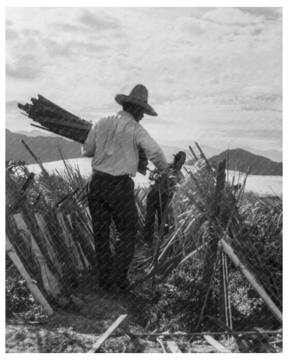 Migrant Laborers Tending Tomato Plants Indio California 1935 Vintage Image - Available at KNOWOL