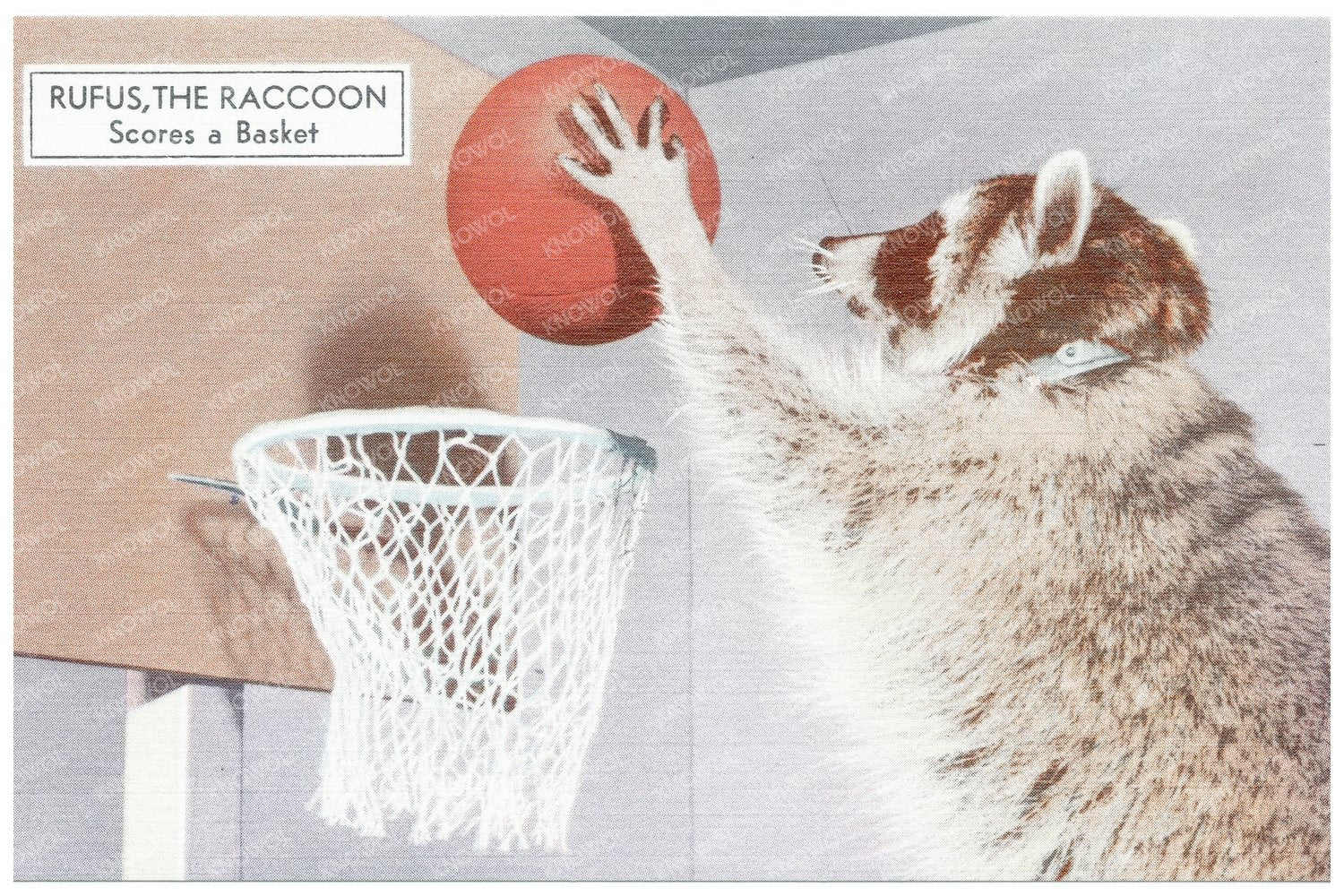 Rufus the Raccoon Scoring a Basket Vintage Postcard 1930 - 1945 - Available at KNOWOL