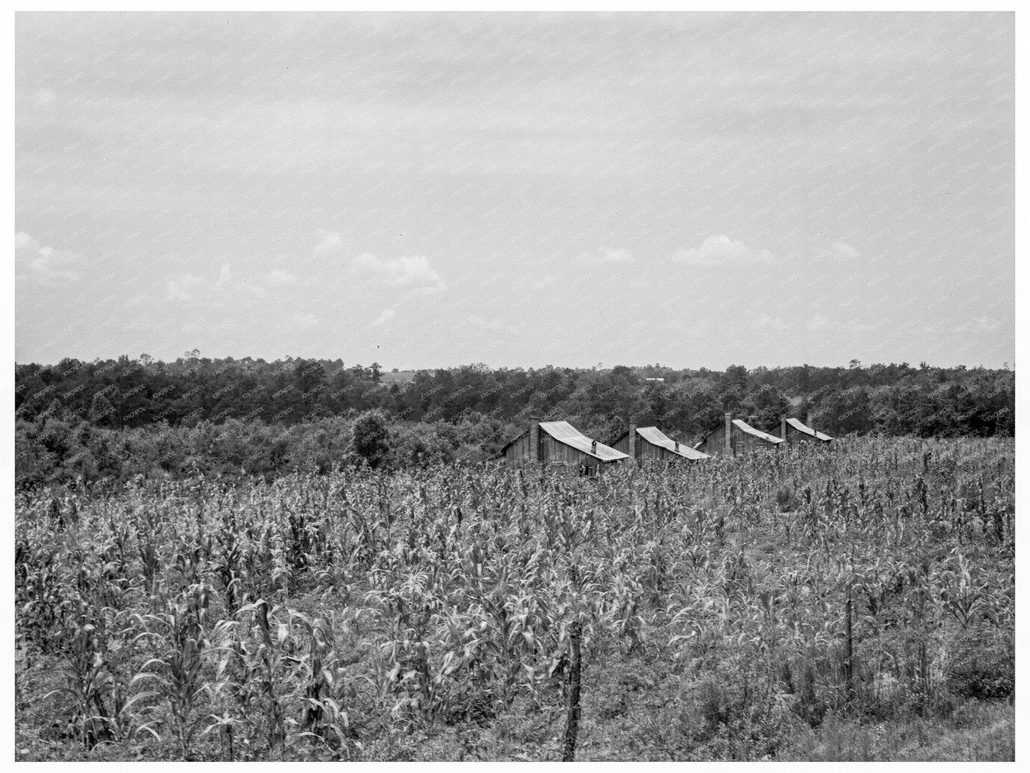 Rural Cabins in South Georgia 1937 - Available at KNOWOL