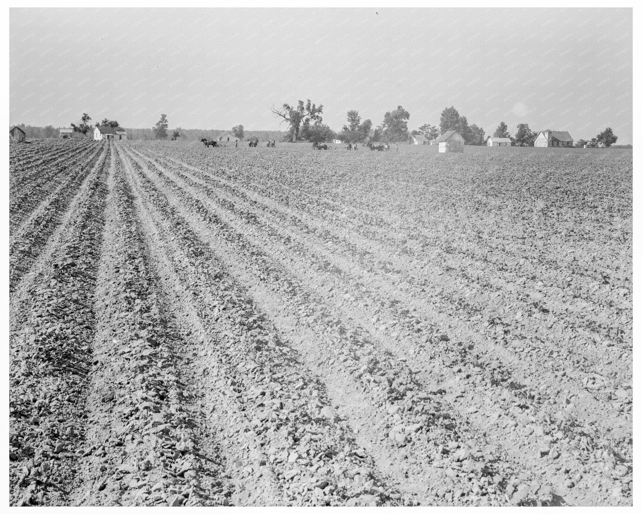 Sharecroppers Cabins Lonoke County Arkansas 1938 - Available at KNOWOL