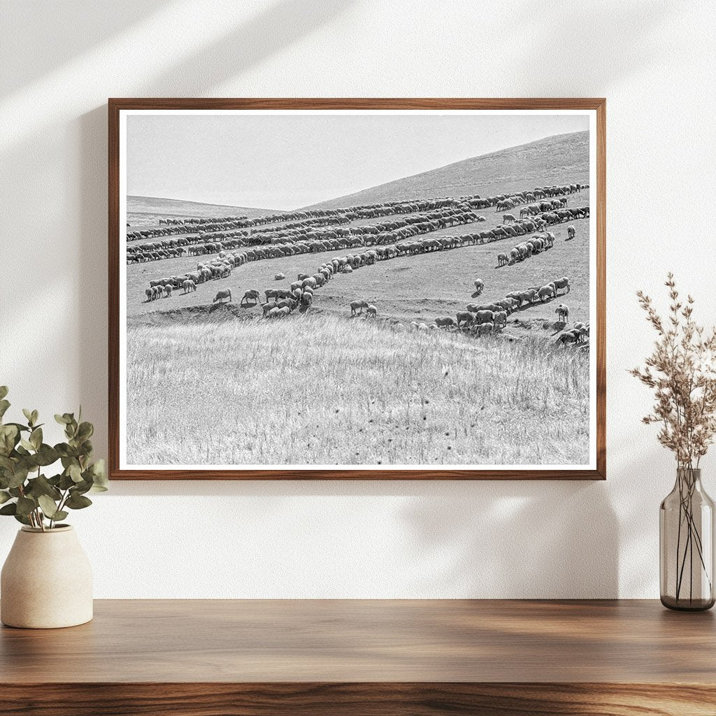 Sheep Grazing in California 1936 Vintage Photograph - Available at KNOWOL