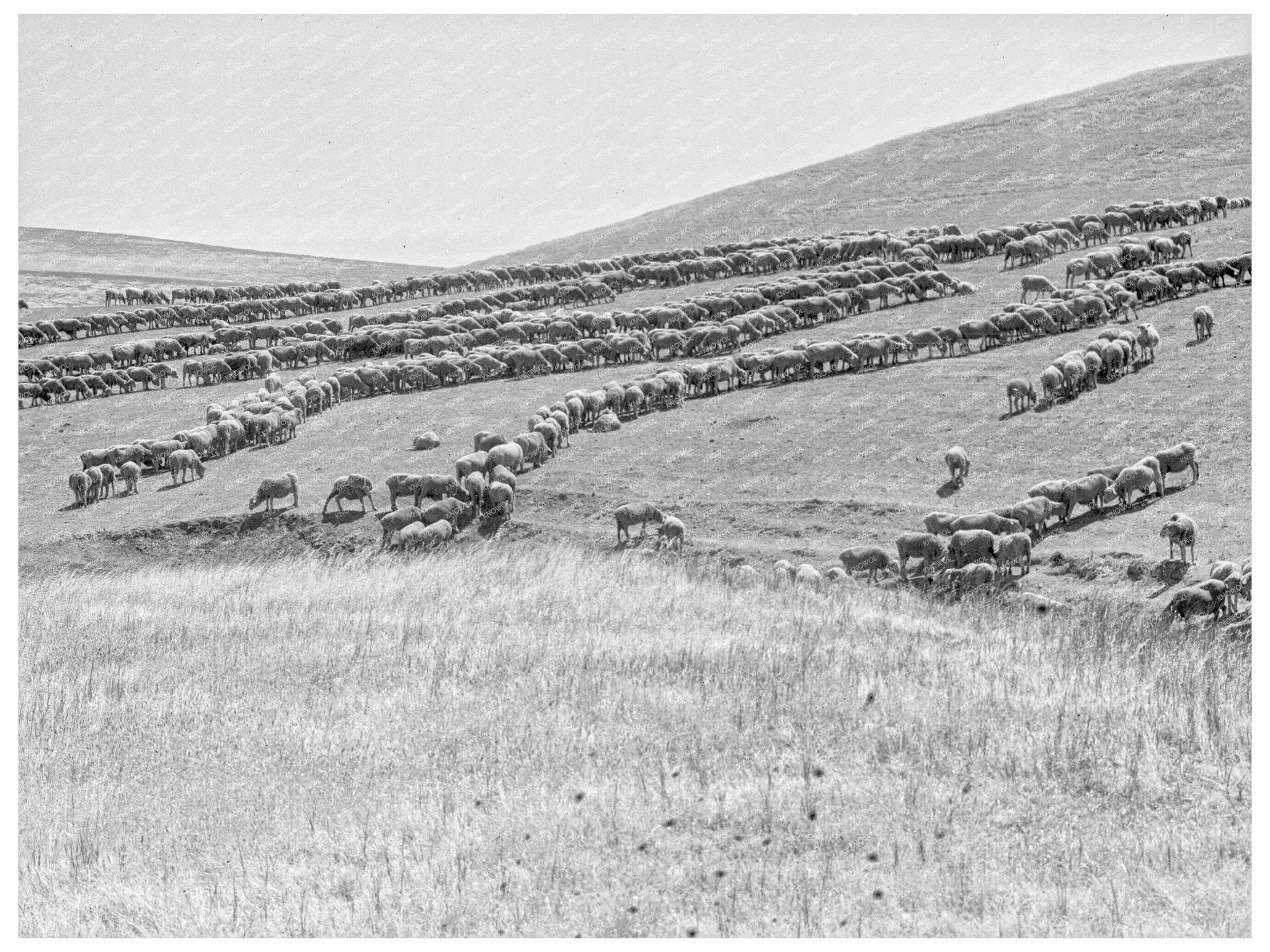 Sheep Grazing in California 1936 Vintage Photograph - Available at KNOWOL