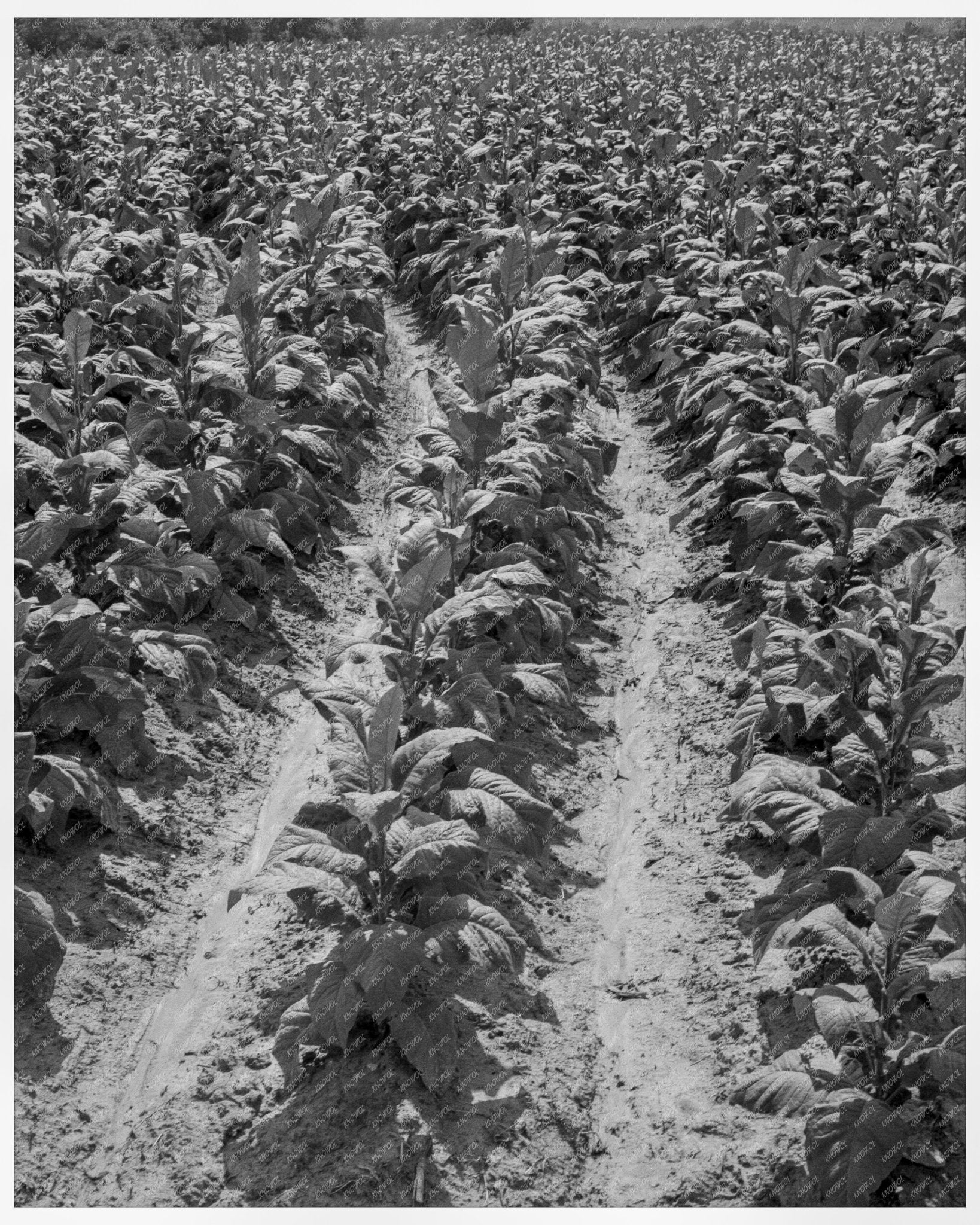 Tobacco Field in Wake County North Carolina July 1939 African American Sharecropper - Available at KNOWOL