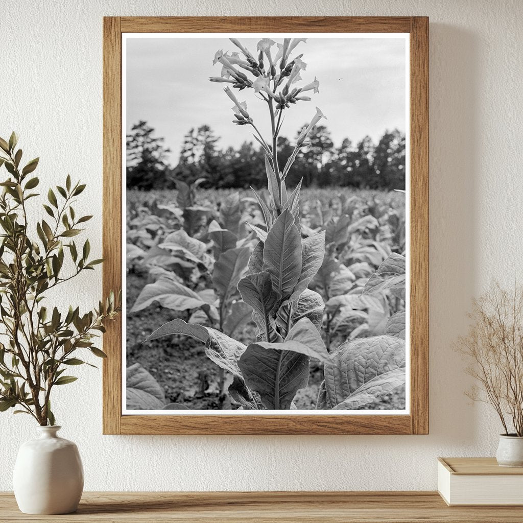Tobacco Flower Vintage Image North Carolina 1939 - Available at KNOWOL