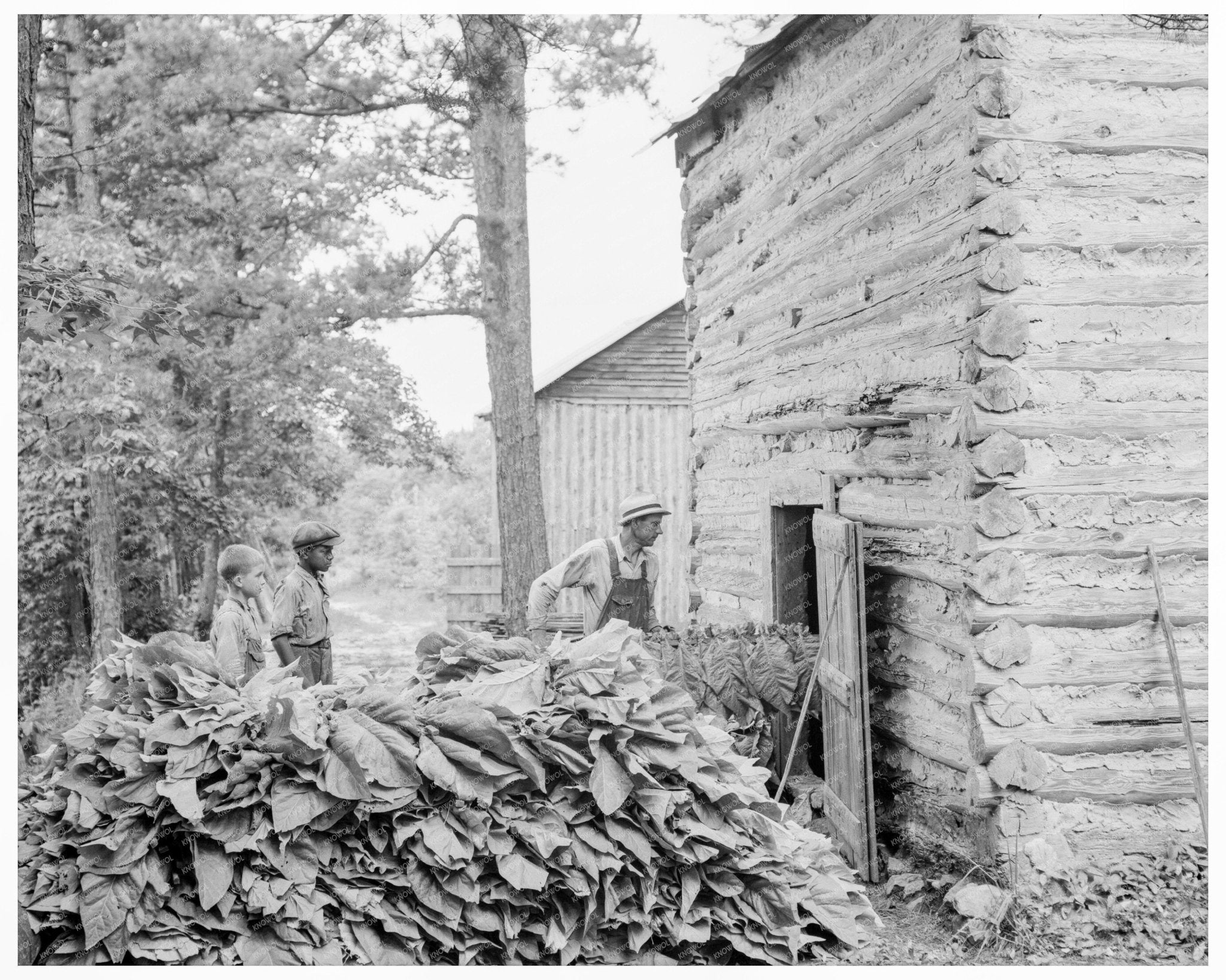Tobacco Planting in Granville County North Carolina 1939 - Available at KNOWOL